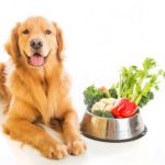 9 piemēri, kā jūs neapzināti kaitējat savam sunim