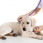 7 brīdinājumi, ka jums ir savu mīluli nepieciešams aizvest pie vetārsta