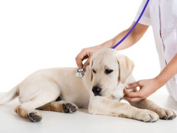 suna veselibas bridinajumi