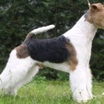 Asspalvainais foksterjers