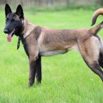 Beļģu aitu suns - Malinuā