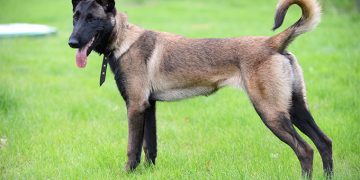 Beļģu aitu suns - Malinuā