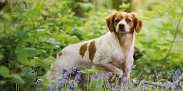 Bretaņas spaniels