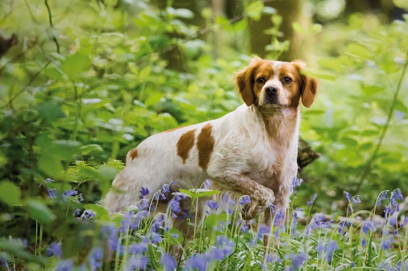 Bretaņas spaniels