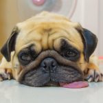 Padomi, lai atrastu suni, kas vislabāk atbilstu jūsu personībai un dzīvesveidam