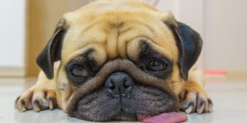 kā izvēlēties suni