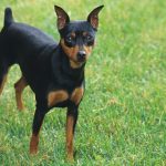 Miniatūrais pinčers