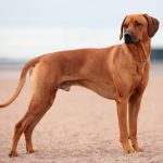 Rodēzijas ridžbeks