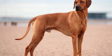 Rodēzijas ridžbeks