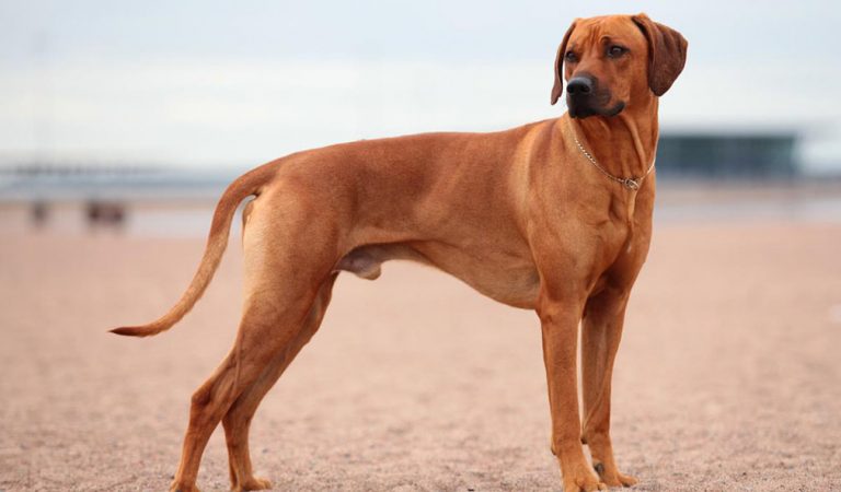 Rodēzijas ridžbeks