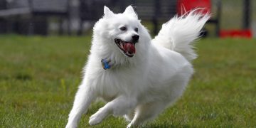 American eskimo dog